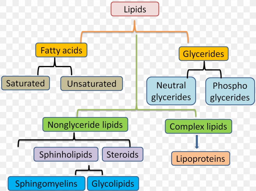 Membrane Lipids Unsaturated Fat Lipid Metabolism, PNG, 1298x973px, Lipid, Adipocyte, Adipose Tissue, Area, Biochemistry Download Free