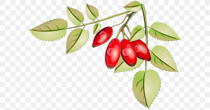 Natural Food Lingonberry Superfood Plant Biology, PNG, 600x429px, Watercolor, Biology, Lingonberry, Natural Food, Paint Download Free