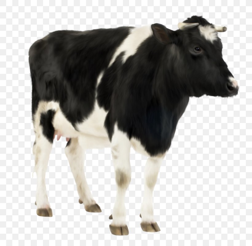 Holstein Friesian Cattle Hereford Cattle Calf Farm Livestock, PNG, 800x800px, Holstein Friesian Cattle, Automatic Milking, Calf, Cattle, Cattle Like Mammal Download Free
