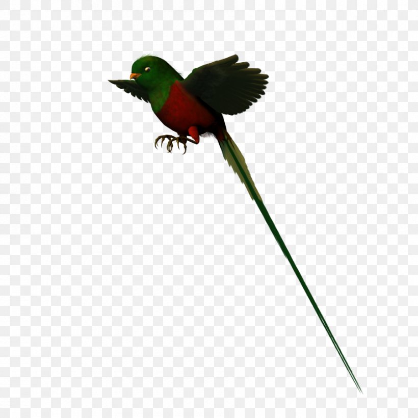 Hummingbird Parakeet Fauna Feather Beak, PNG, 900x900px, Hummingbird, Beak, Bird, Fauna, Feather Download Free