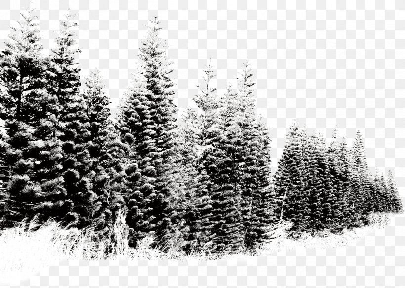Snow Tree, PNG, 1247x890px, Tree, Black And White, Christmas Tree, Conifer, Editing Download Free