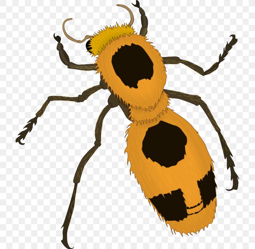 Beetle Clip Art, PNG, 720x800px, Beetle, Arthropod, Artwork, Bee, Drawing Download Free