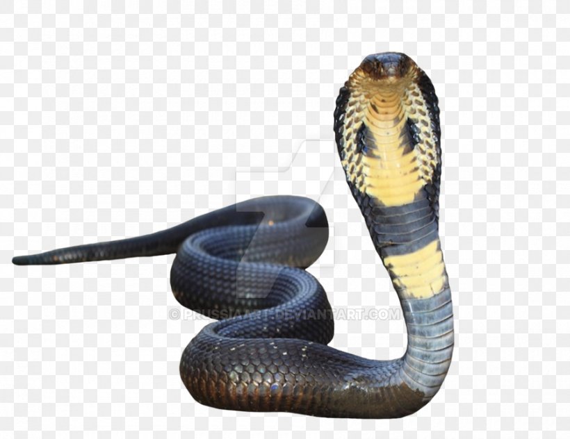 Indian Cobra Snake King Cobra, PNG, 900x694px, Indian Cobra, Cobra, Elapidae, King Cobra, Kingsnake Download Free