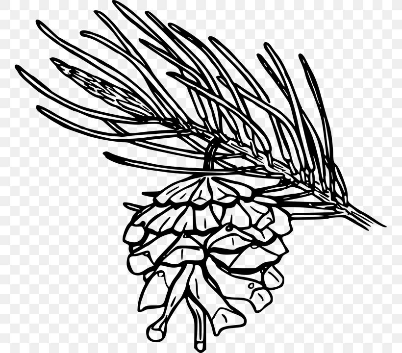 Single-leaf Pinyon Conifer Cone Flower Coulter Pine, PNG, 759x720px, Leaf, Artwork, Beak, Black And White, Branch Download Free