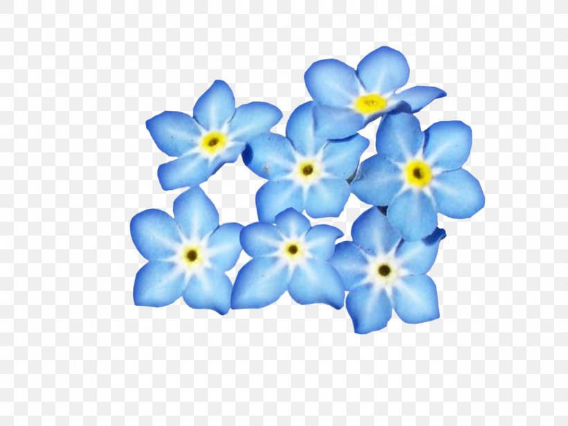 Blue Flower, PNG, 1280x960px, Flower, Alpine Forgetmenot, Blog, Blue, Borage Family Download Free