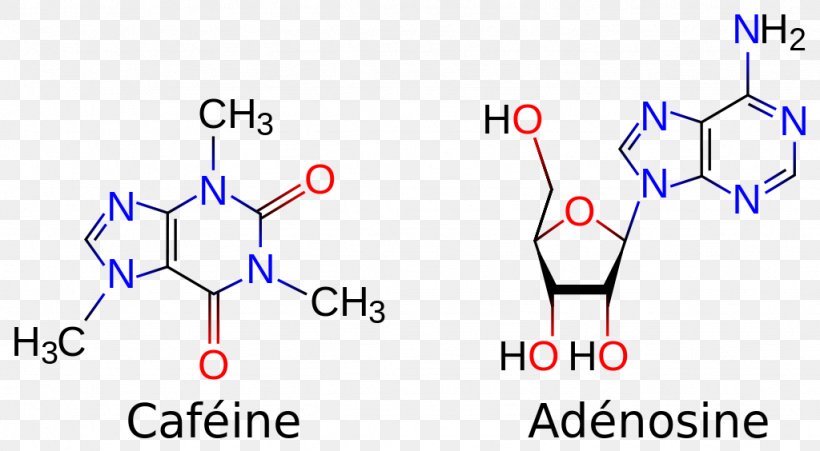 Coffee Tea Caffeine Adenosine Molecule, PNG, 1024x564px, Coffee, Adenine, Adenosine, Adenosine A1 Receptor, Adenosine Receptor Download Free