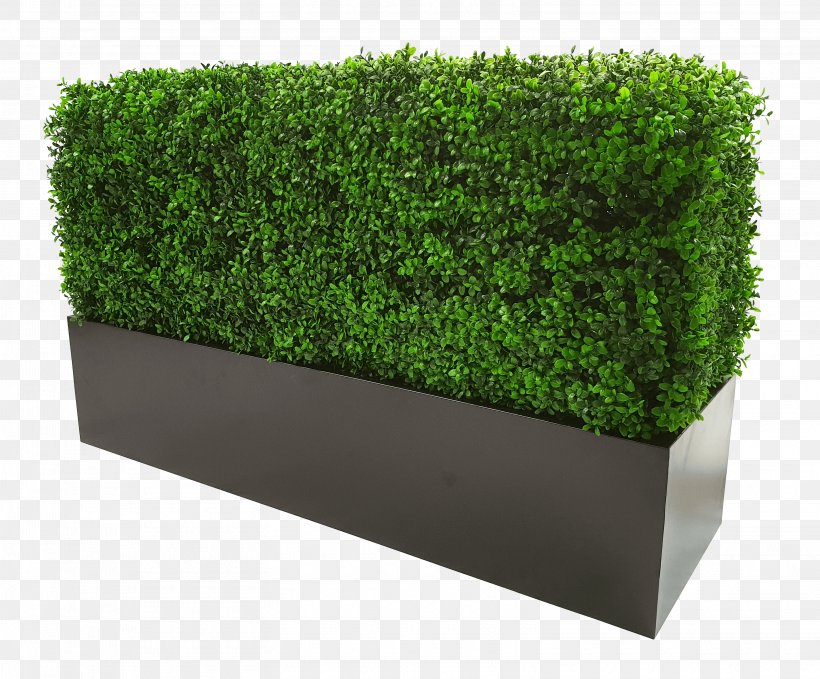 Green Grass Background, PNG, 3110x2579px, Hedge, Artificial Turf, Box, Designer Plants, Flowerpot Download Free