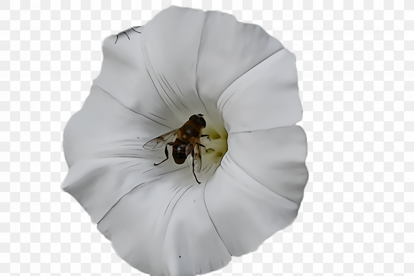White Petal Datura Flower Insect, PNG, 2448x1632px, White, Bee, Datura, Flower, Insect Download Free