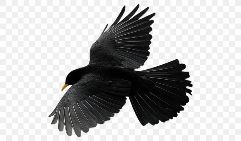 Bird Flight Common Raven Vector Graphics Crow, PNG, 637x480px, Bird, American Redstart, Beak, Blackbird, Common Blackbird Download Free
