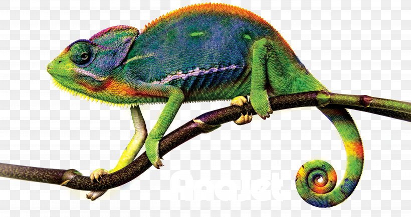 Chameleons Clip Art, PNG, 5400x2860px, Chameleons, African Chameleon, Animal Figure, Chameleon, Iguania Download Free