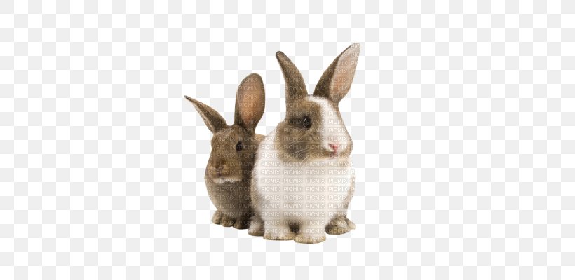 Domestic Rabbit Holland Lop Pet Hutch, PNG, 400x400px, Domestic Rabbit, Animal, Animal Breeding, Dwarf Rabbit, European Rabbit Download Free