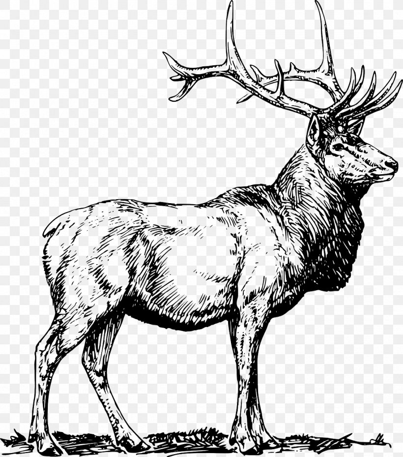 Elk Reindeer Moose White-tailed Deer, PNG, 1129x1280px, Elk, Antler, Art, Black And White, Deer Download Free