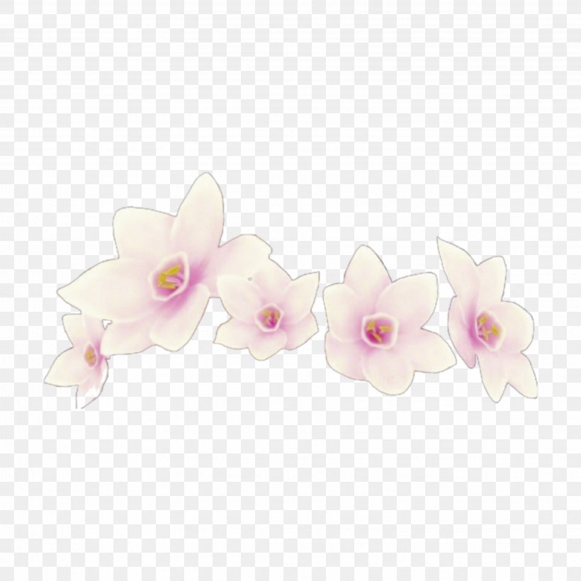 Moth Orchids Cut Flowers Petal, PNG, 3464x3464px, Moth Orchids, Cut Flowers, Flower, Flowering Plant, Moth Orchid Download Free