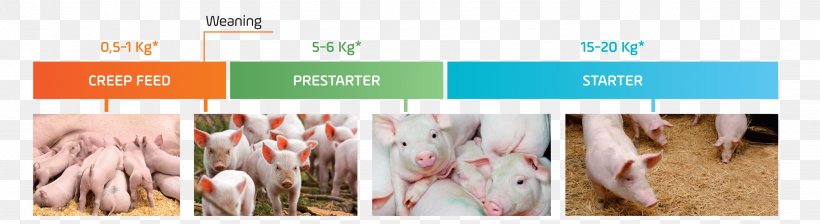 Piglet Black Iberian Pig Weaning Breastfeeding, PNG, 2964x813px, Pig, Animal Feed, Black Iberian Pig, Brand, Breastfeeding Download Free