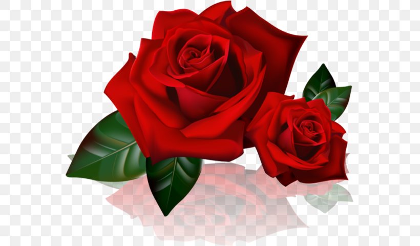 Rose Desktop Wallpaper Clip Art, PNG, 563x480px, Rose, Cut Flowers, Floral Design, Floribunda, Floristry Download Free