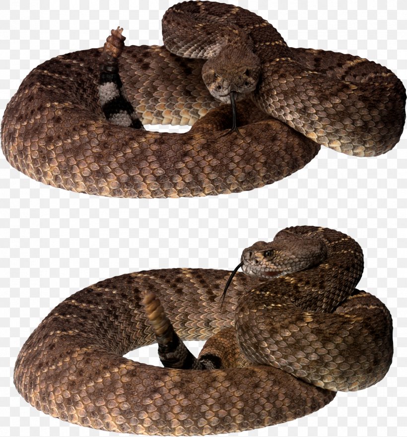 Snake Image File Formats Clip Art, PNG, 2421x2604px, Snake, Boa Constrictor, Boas, Colubridae, Eastern Diamondback Rattlesnake Download Free