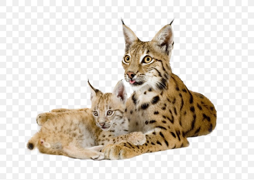 Eurasian Lynx Bobcat Canada Lynx, PNG, 800x582px, Eurasian Lynx, Animal, Bengal, Bobcat, California Spangled Download Free