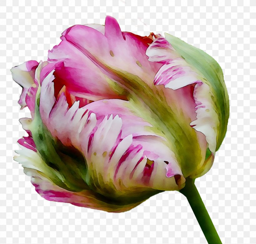 Tulip Cut Flowers Plant Stem Bud Petal, PNG, 1574x1500px, Tulip, Bud, Cut Flowers, Flower, Flowering Plant Download Free
