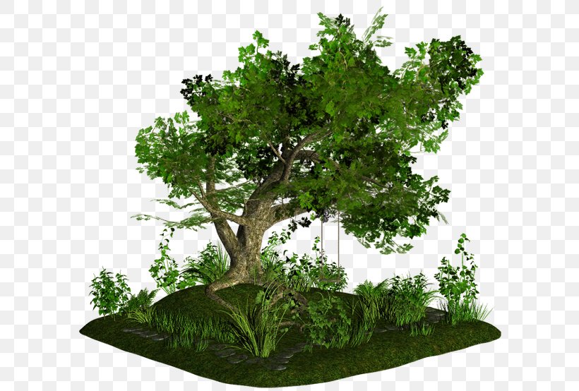 Bonsai Tree Flowerpot, PNG, 600x554px, Bonsai, Branch, Branching, Email, Evergreen Download Free