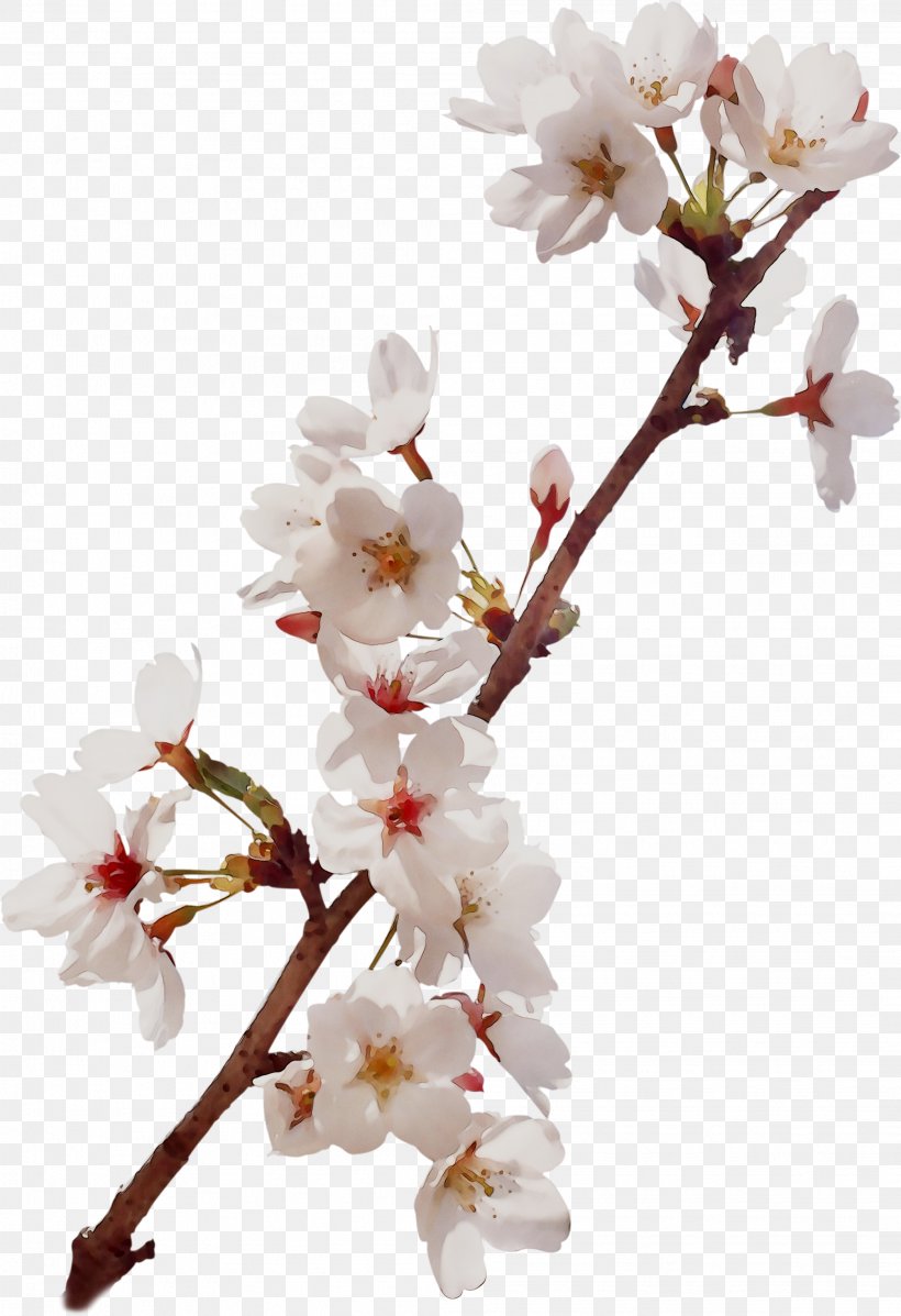 Cherry Blossom ST.AU.150 MIN.V.UNC.NR AD Prunus Plant Stem, PNG, 2092x3056px, Blossom, Branch, Cherries, Cherry Blossom, Cut Flowers Download Free