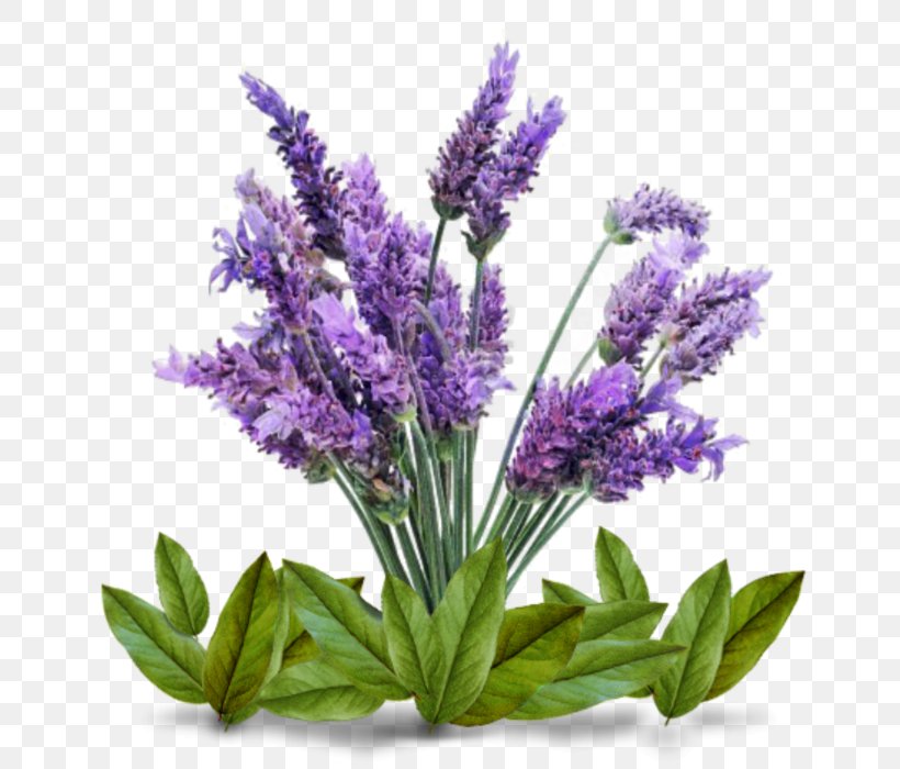 English Lavender Plant Lamiaceae Lavender Oil Seed, PNG, 700x700px, English Lavender, Cutting, Flower, French Lavender, Genus Download Free