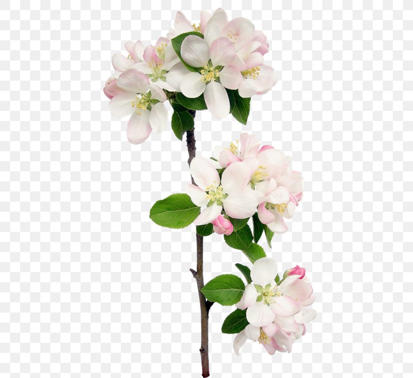 Floral Design Flower Petal Blossom, PNG, 750x750px, Floral Design, Blossom, Branch, Cherry Blossom, Cut Flowers Download Free
