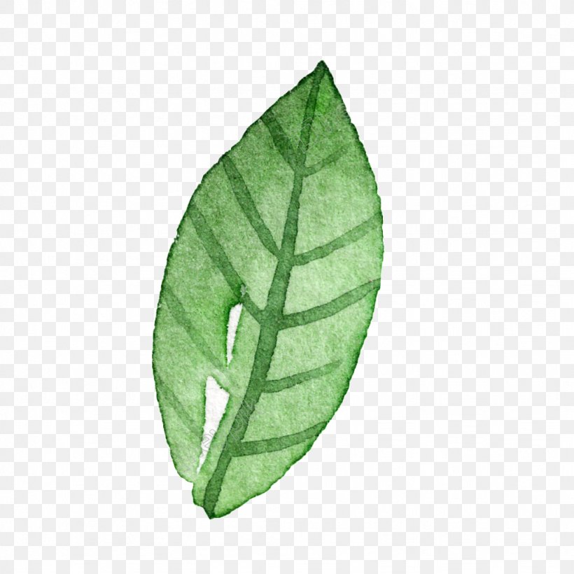 Image Illustration Leaf, PNG, 1024x1024px, Leaf, Anthurium, Bamboo, Botany, Cartoon Download Free