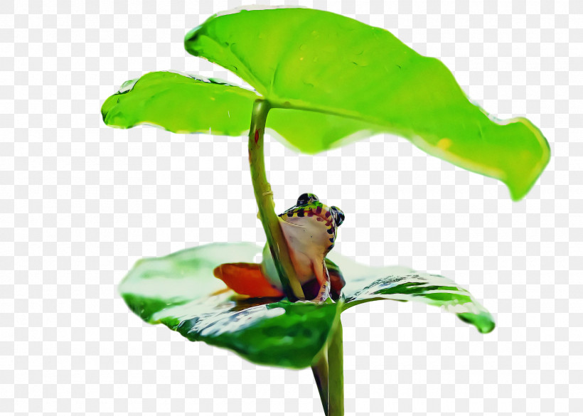 Tree Frog Frogs Leaf Insect Plant Stem, PNG, 1920x1370px, Tree Frog, Cane Toad, Flower, Frogs, Insect Download Free
