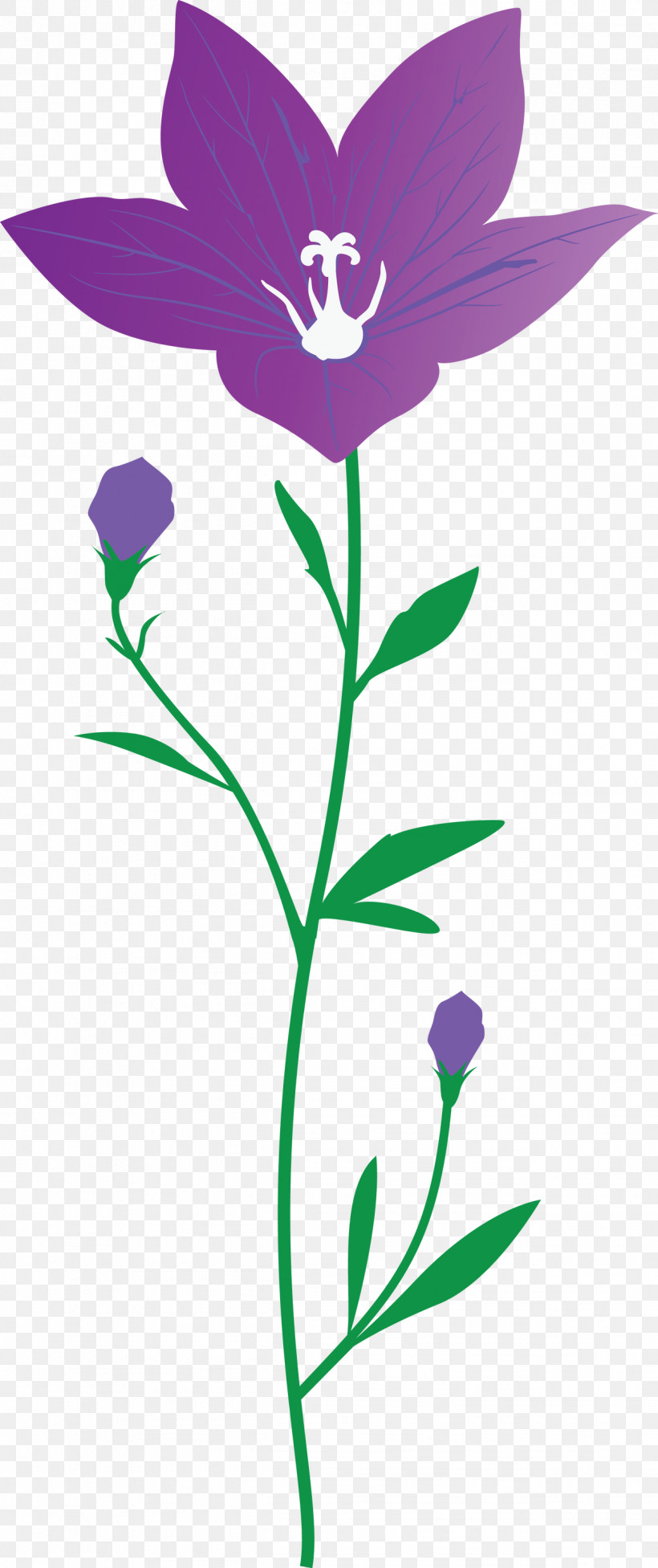 Balloon Flower, PNG, 1259x3000px, Balloon Flower, Character, Cut Flowers, Flower, Herbaceous Plant Download Free