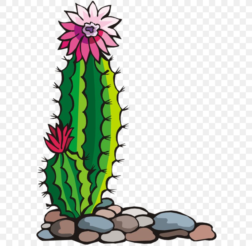 Cactaceae Drawing Clip Art, PNG, 590x800px, Cactaceae, Art, Artwork, Cactus, Cactus Flower Download Free