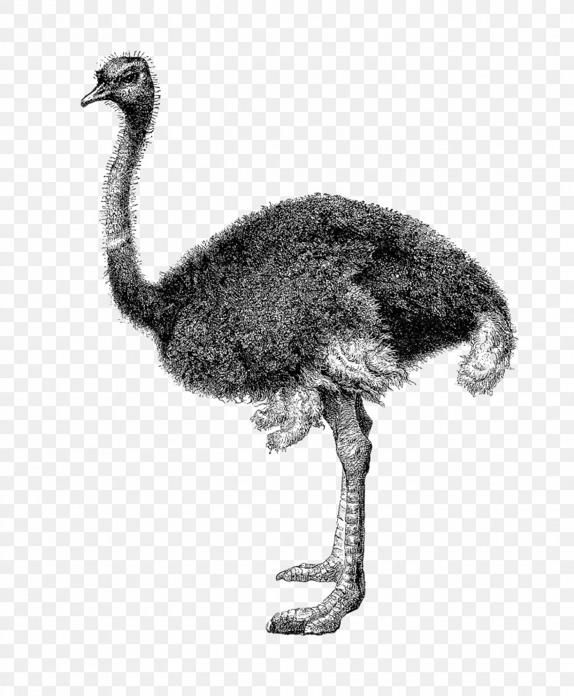 Common Ostrich Clip Art, PNG, 1319x1600px, Common Ostrich, Animal, Beak, Bird, Black And White Download Free