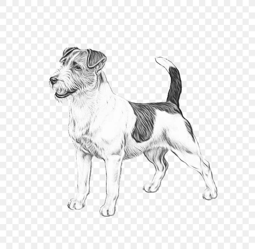 Fox Drawing, PNG, 800x800px, Jack Russell Terrier, American Staffordshire Terrier, Bergamasco Shepherd, Breed, Companion Dog Download Free