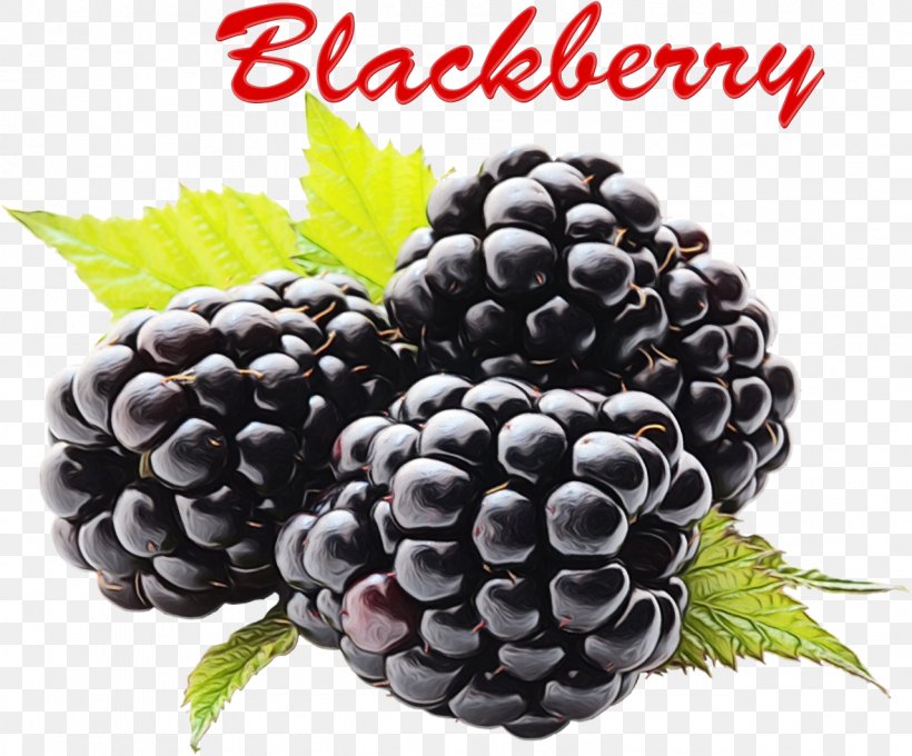 Blackberry Raspberry Berries Fruit Transparency, PNG, 1278x1060px, Watercolor, Accessory Fruit, Berries, Berry, Black Raspberry Download Free
