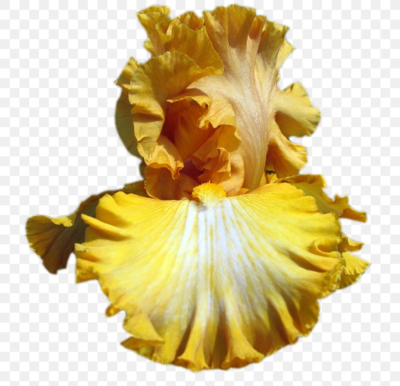 Clip Art Irises GIF Yellow Iris, PNG, 800x790px, Irises, Animation, Cut Flowers, Flower, Flowering Plant Download Free