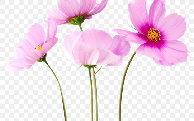Flower Clip Art, PNG, 1368x855px, Flower, Anemone, Annual Plant, Cosmos, Cut Flowers Download Free