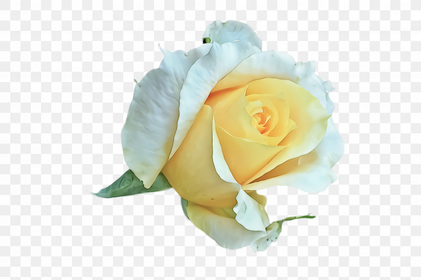 Garden Roses, PNG, 2448x1632px, Rose, Cut Flowers, Flower, Garden Roses, Hybrid Tea Rose Download Free