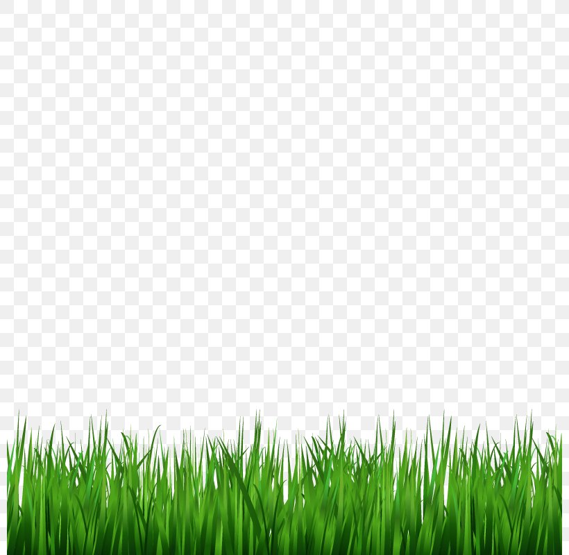 Lawn Green Wallpaper, PNG, 800x800px, Lawn, Decorative Arts, Drawing, Grass, Grass Family Download Free