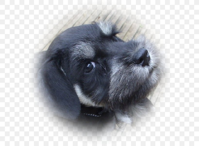 Miniature Schnauzer Standard Schnauzer Schnoodle Affenpinscher Dog Breed, PNG, 600x600px, Miniature Schnauzer, Affenpinscher, Breed, Carnivoran, Companion Dog Download Free