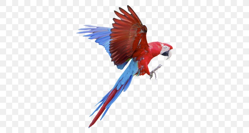Parrot Macaws Sticker Wall Decal, PNG, 700x440px, Parrot, Adhesive, Animal, Beak, Bird Download Free