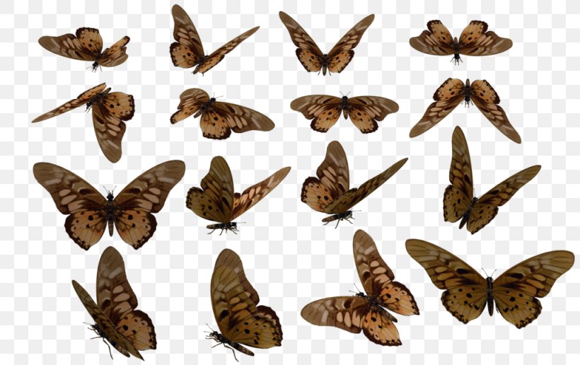 Stock Moth Rendering Poser, PNG, 1024x645px, 3d Computer Graphics, 3d Rendering, Stock, Arthropod, Brush Footed Butterfly Download Free