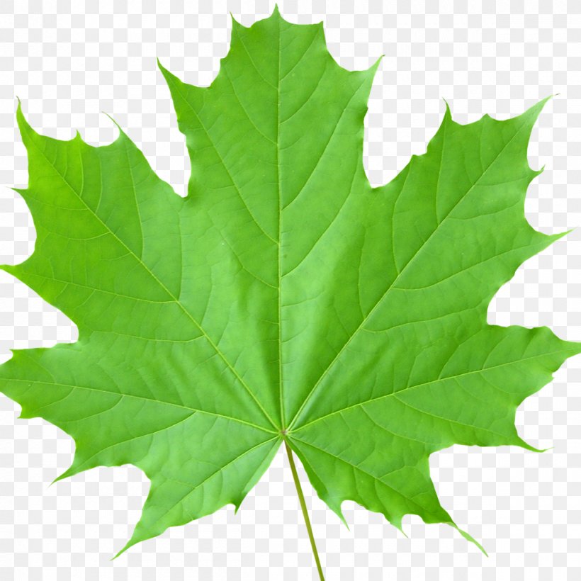 Sugar Maple Maple Leaf Tree Autumn Leaf Color, PNG, 1200x1200px, Sugar Maple, Autumn Leaf Color, Birch, Food, Green Download Free