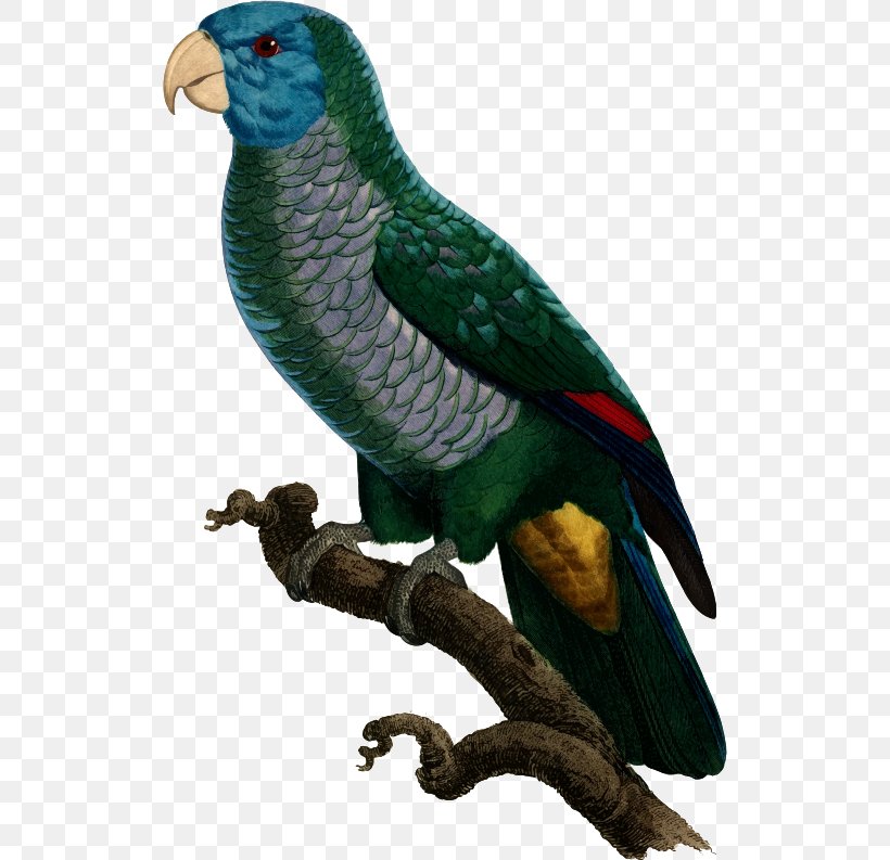 Budgerigar Blue-winged Parrotlet Macaw Bird, PNG, 520x793px, Budgerigar, Beak, Bird, Blue, Blueandyellow Macaw Download Free