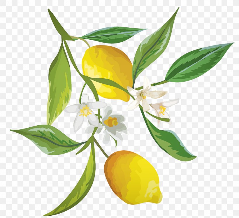 Orange, PNG, 1544x1409px, Flower, Citrus, Flowering Plant, Fruit, Lemon Download Free
