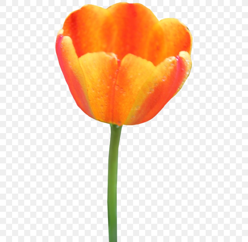 Tulip Clip Art Image, PNG, 479x800px, Tulip, Close Up, Computer Network, Drawing, Flower Download Free