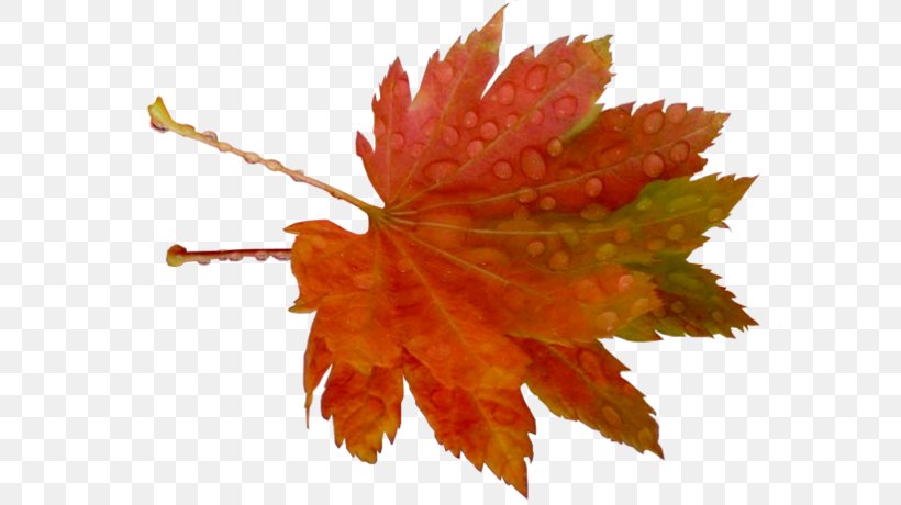 Leaf Clip Art, PNG, 600x460px, Leaf, Autumn, Computer Servers, Computer Software, Digital Image Download Free