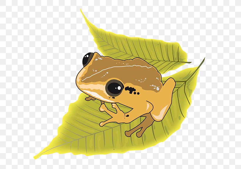 Puerto Rico Illustration Drawing Frog Graphic Design, PNG, 600x574px, Puerto Rico, Amphibian, Art, Behance, Culture Download Free