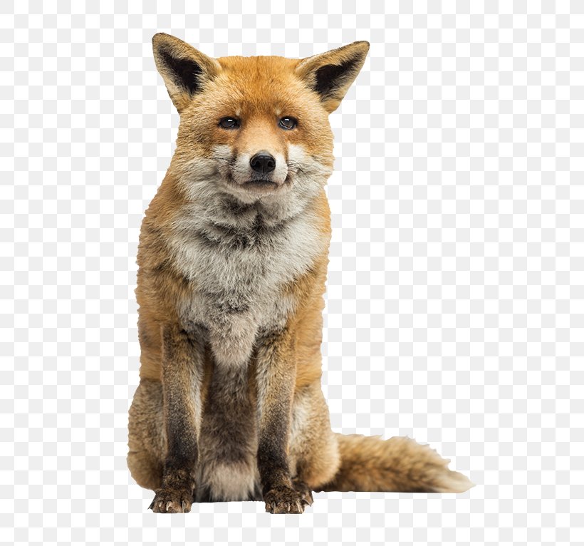 Red Fox Arctic Fox Stock Photography, PNG, 650x766px, Red Fox, Animal, Arctic Fox, Carnivoran, Dhole Download Free