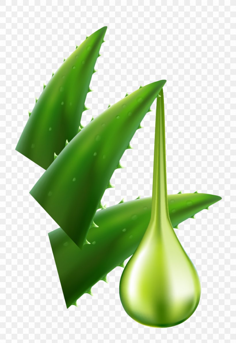 Aloe Vera Euclidean Vector Skin, PNG, 825x1200px, Aloe Vera, Aloe, Argan, Argan Oil, Cosmetics Download Free