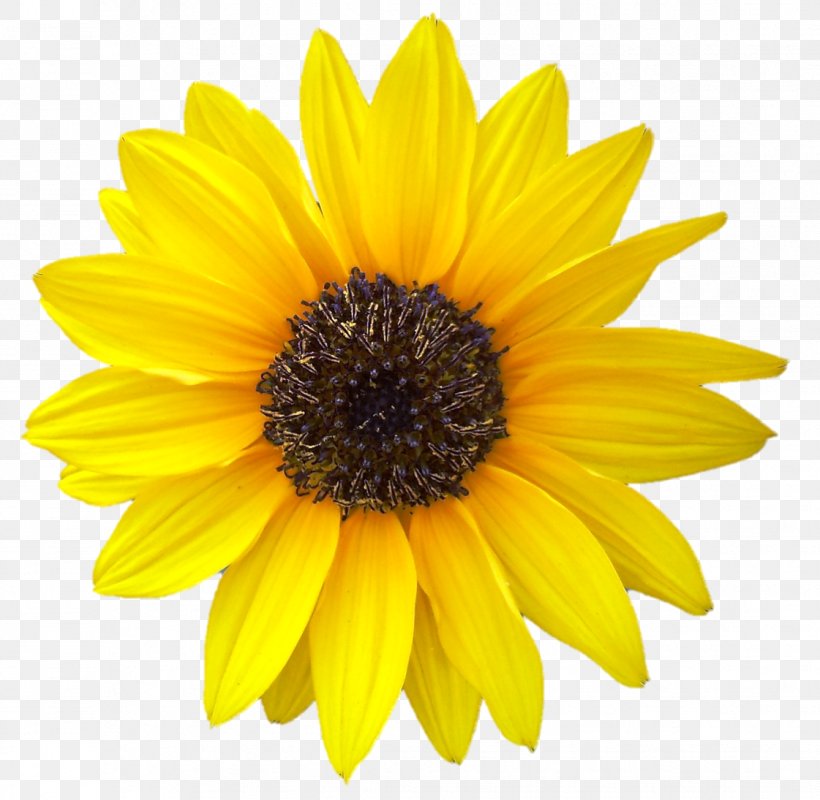 Clip Art, PNG, 1121x1095px, Drawing, Black And White, Can Stock Photo, Common Sunflower, Daisy Family Download Free