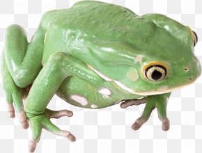 Kero Kero Keroppi no Daibouken Sanrio Kero Kero Bonito Frog, frog